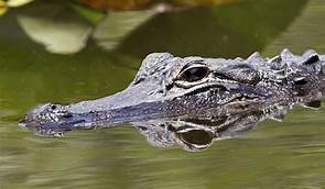 picture of alligator